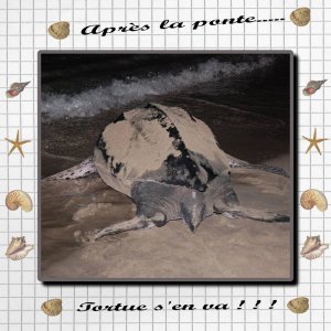 TORTUE