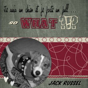 Mon nom est Jack... Jack Russel Terrier (JRT pour les intimes)