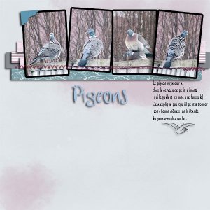 Pigeons