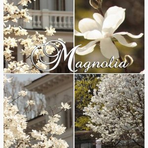 Magnolia