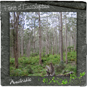 Foret eucalyptus