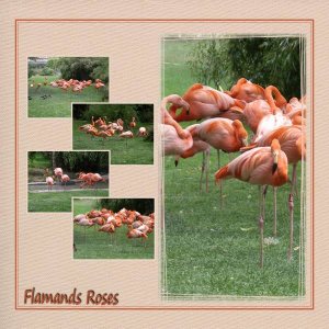 Flamands_roses