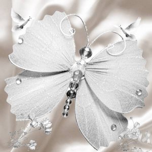 papillons_blanc