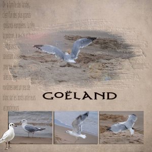 Goeland