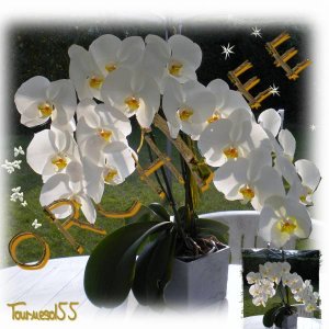 Mon Orchidée
