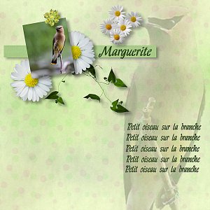 Marguerite champêtre