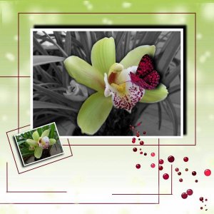 orchid_e4