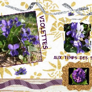 Violettes sur le chemin des parfums.