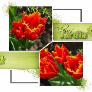 Tulipes du jardin