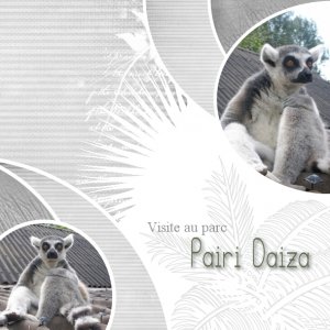 Visite au parc Pairi Daiza