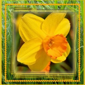 jonquilles3