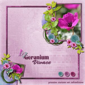 Geranium vivace rouge