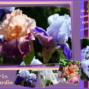 Iris de notre jardin Lyonnais