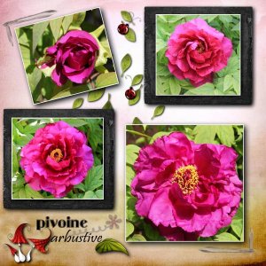 pivoine