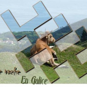 Une vache en Galice ...