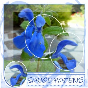 sauge patens