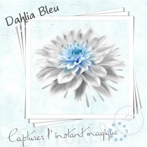 Dahlia bleu