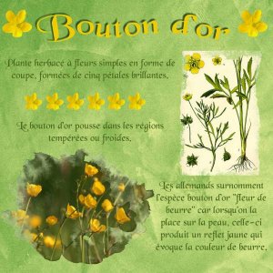 bouton d'or