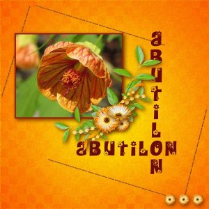 Abutilon