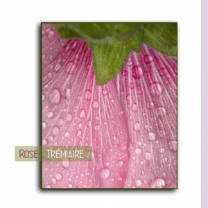 rose_tremiaiire_sous_la_pluie