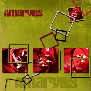 Amaryllis3