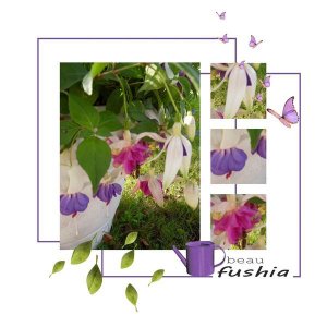fushia2
