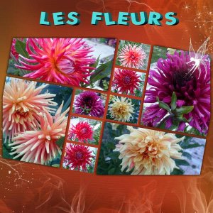 les_fleurs1
