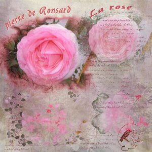 La rose Pierre de Ronsard