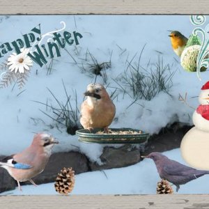 Les oiseaux en hiver