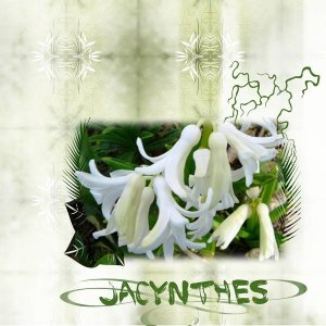 jacynthes