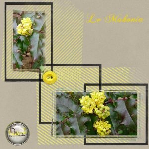Le mahonia Aquifolium