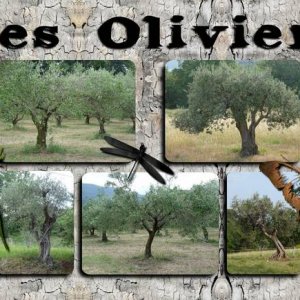 Les oliviers