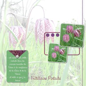 fritilaire