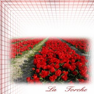 La Torche - 3 - les tulipes