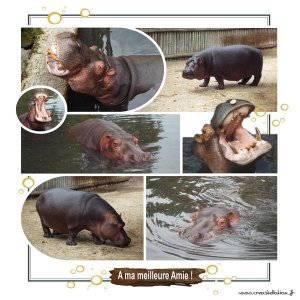 Hippopotames