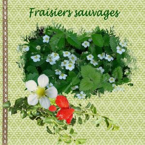 Fraisiers sauvages