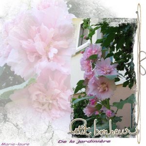 Les roses trémières roses du jardin des teckels