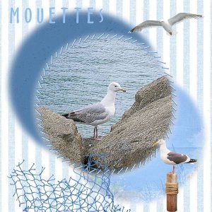 mouettes