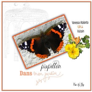 papillon de mon jardin