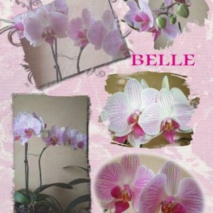 ma_belle_orchid__e