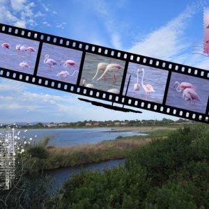 Le double tombolo de Giens et ses flamants roses