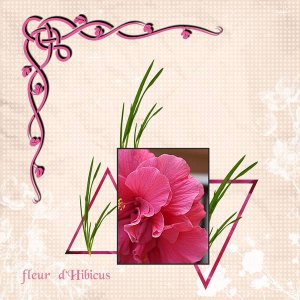 Fleurs Hibiscus