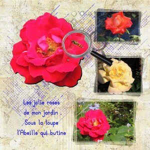 les roses de mon jardin