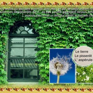 Realisation_du_22-09-13_d__fi_Max_-_les_plantes_et_fleurs_sauvages