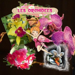 La dance des orchidées