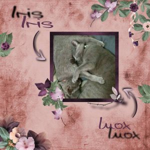 Inox et Iris