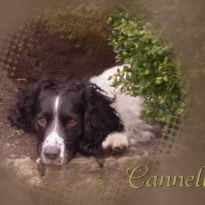 CANNELLE