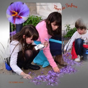 Fleurs de Safran