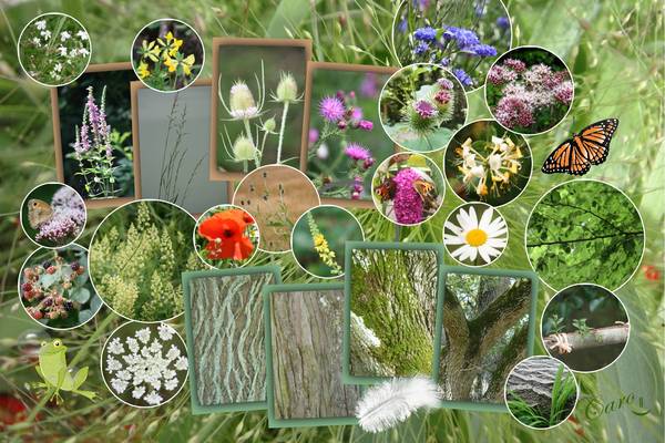 été dans les Ardennes françaises