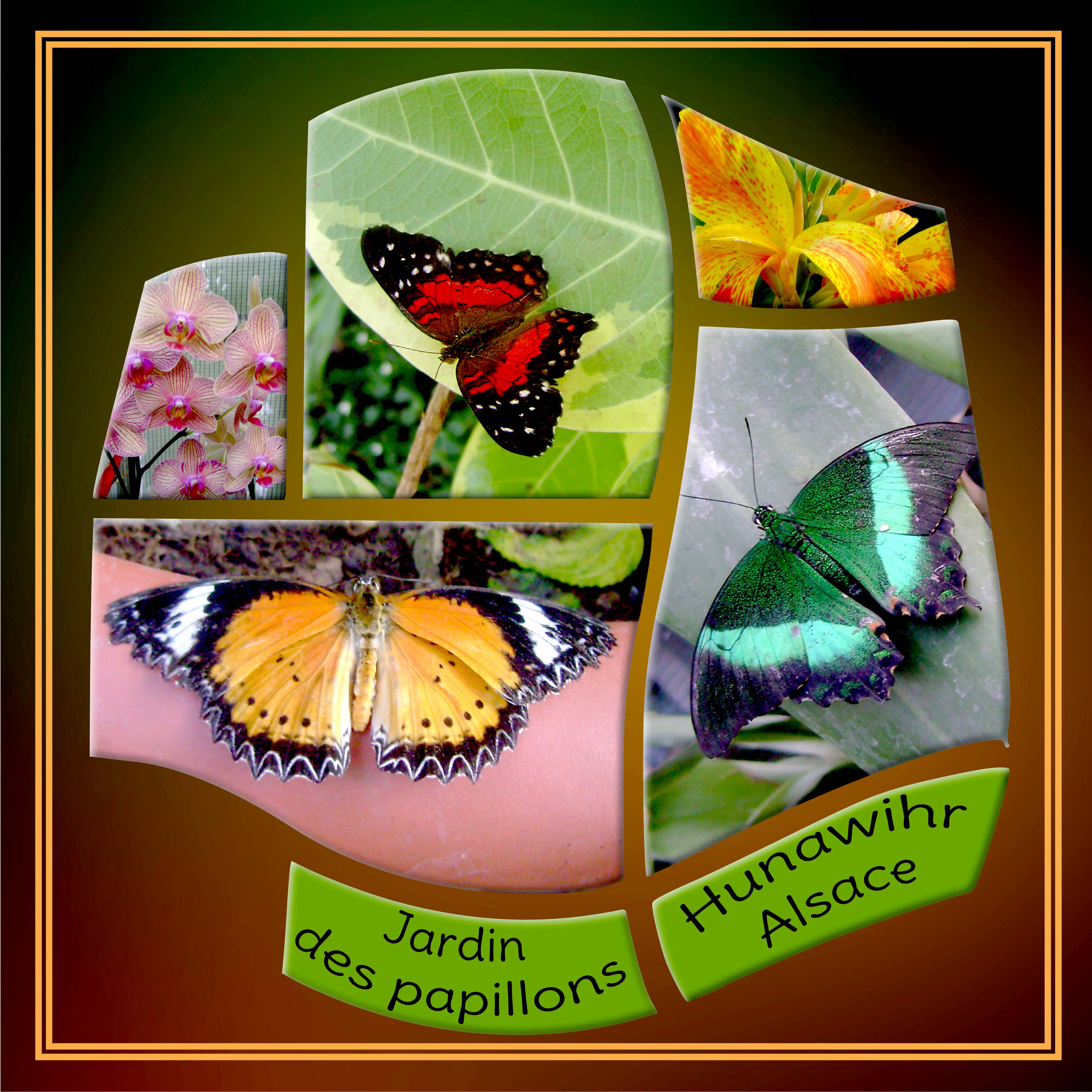 012 Papillon.jpg